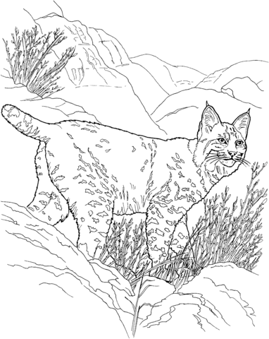 Canada Lynx Coloring Page